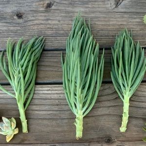 Mermaid tail succulents